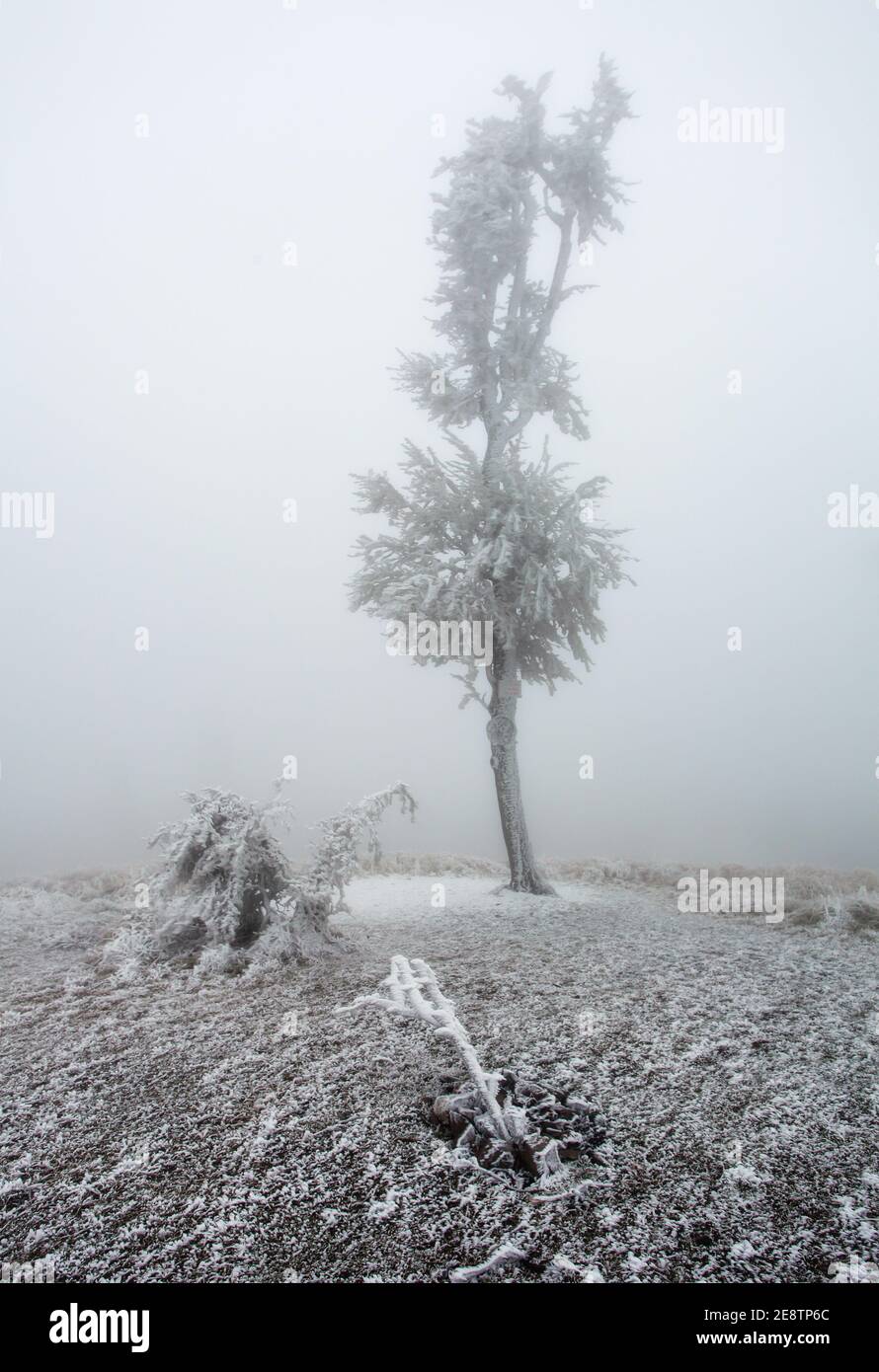 Wald im Winter mit gefrorenen Bäumen Stockfoto