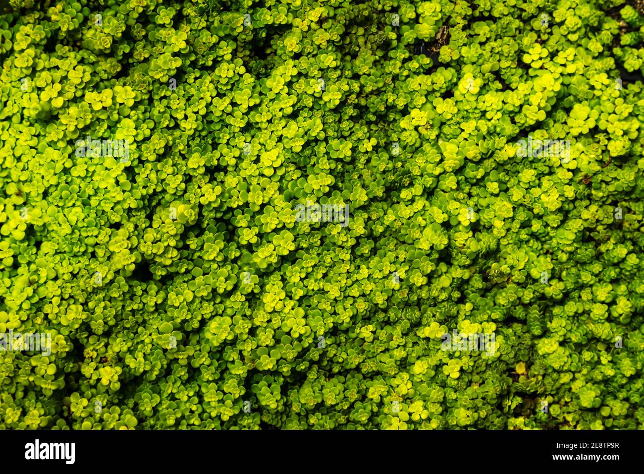 Grüne Blätter Hintergrund oder die Textur der natürlichen Wand Stockfoto