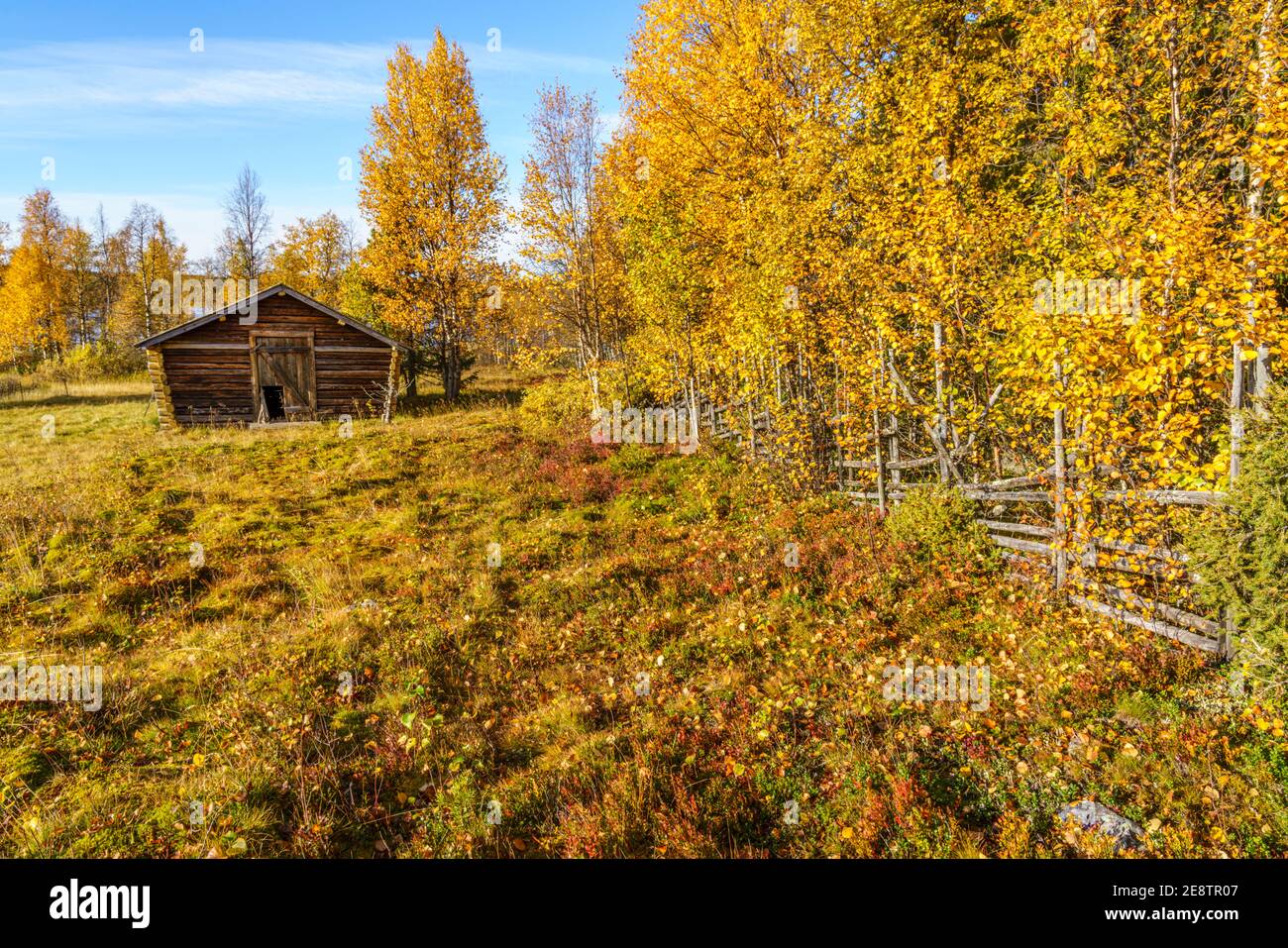 Alte Scheune im Herbst mit bunten Bäumen und blauem Himmel, Gällivare County, Schwedisch Lappland, Schweden Stockfoto