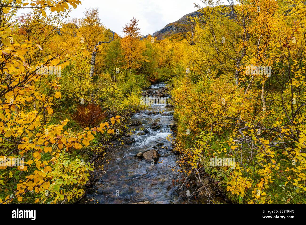 Herbstlandschaft im Nationalpark Stora sjöfallet, bunte Birken und Berge, Nationalpark Stora sjöfallet, Schwedisch Lappland, Schweden Stockfoto