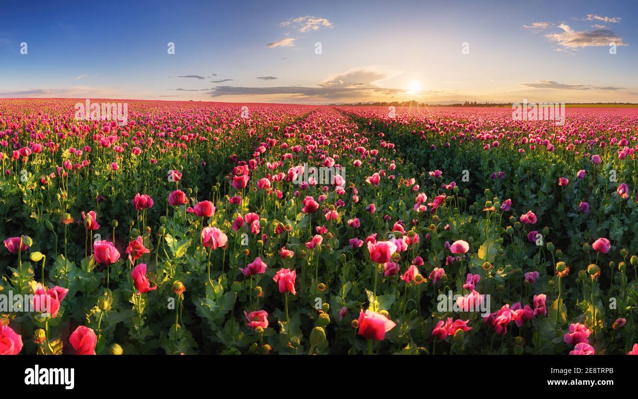 Mohn lila Feld bei Sonnenuntergang Stockfoto