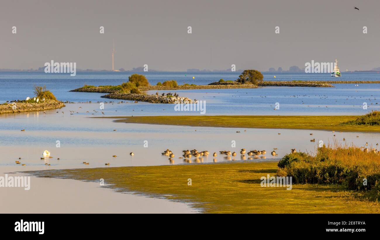 Naturszene mit viel Vogelwelt in Haringvliet Brakish Inlet, Zeeland Provinz, Niederlande. Wildtierszene in der Natur Europas. Stockfoto