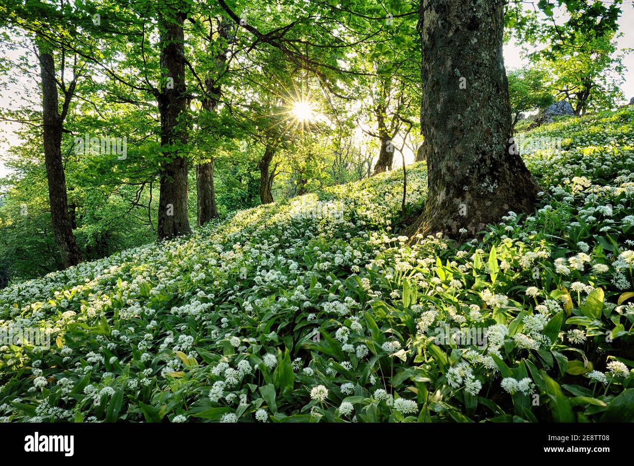 Federwald. Frische grüne Wälder im Wald. Blühender Bärlauch. Stockfoto