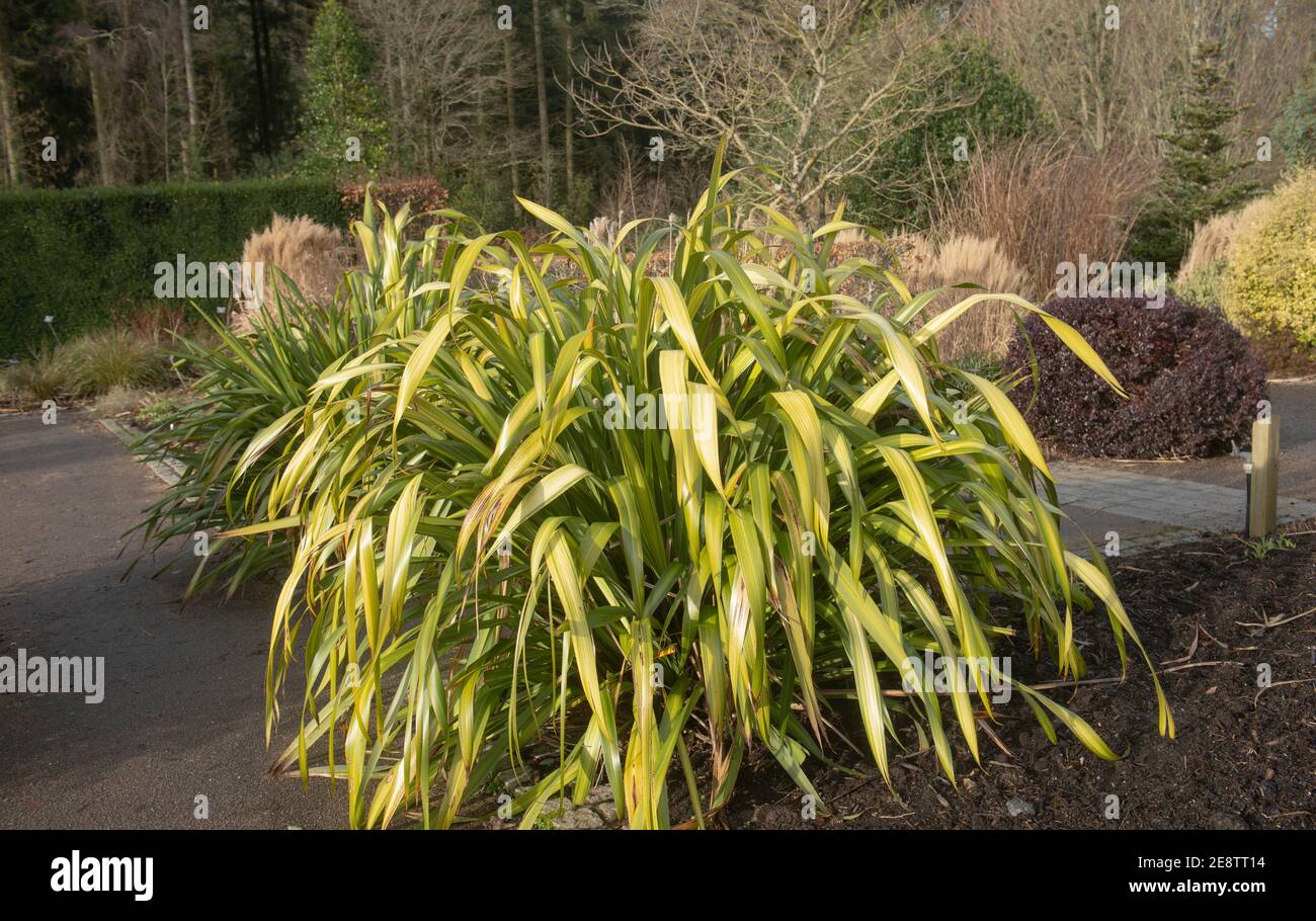 Wintersonne auf einem Evergreen Neuseeland Flachs Lily Pflanze (Phormium 'Yellow Wave') wächst in einem Garten in Rural Devon, England, Großbritannien Stockfoto