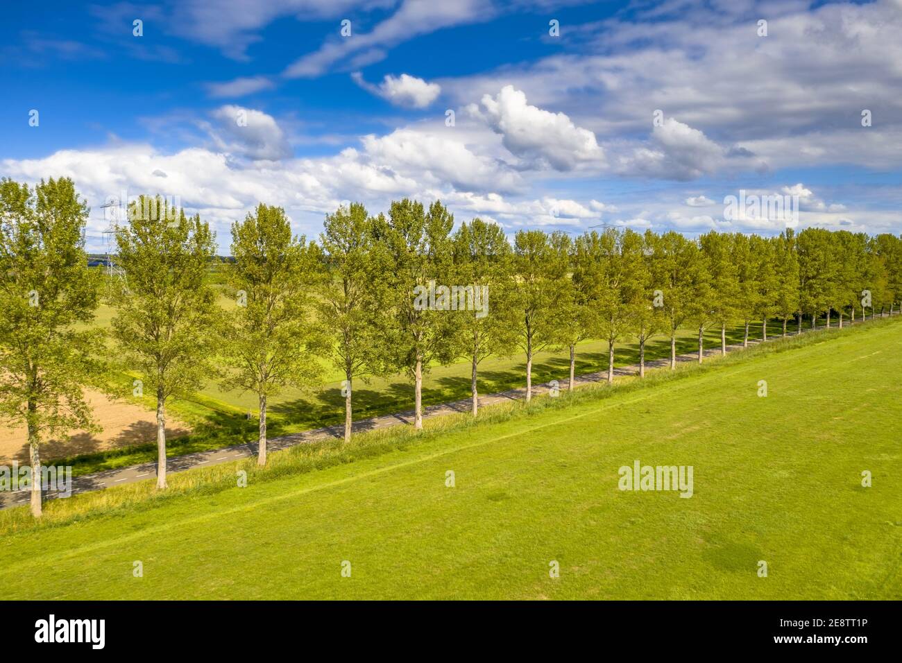 Traditionelle ländliche Szene in den Niederlanden mit Windschutzstreifen von Pappelbäumen im Wind unter Sommerhimmel. ENS, Provinz Flevoland, die Nether Stockfoto