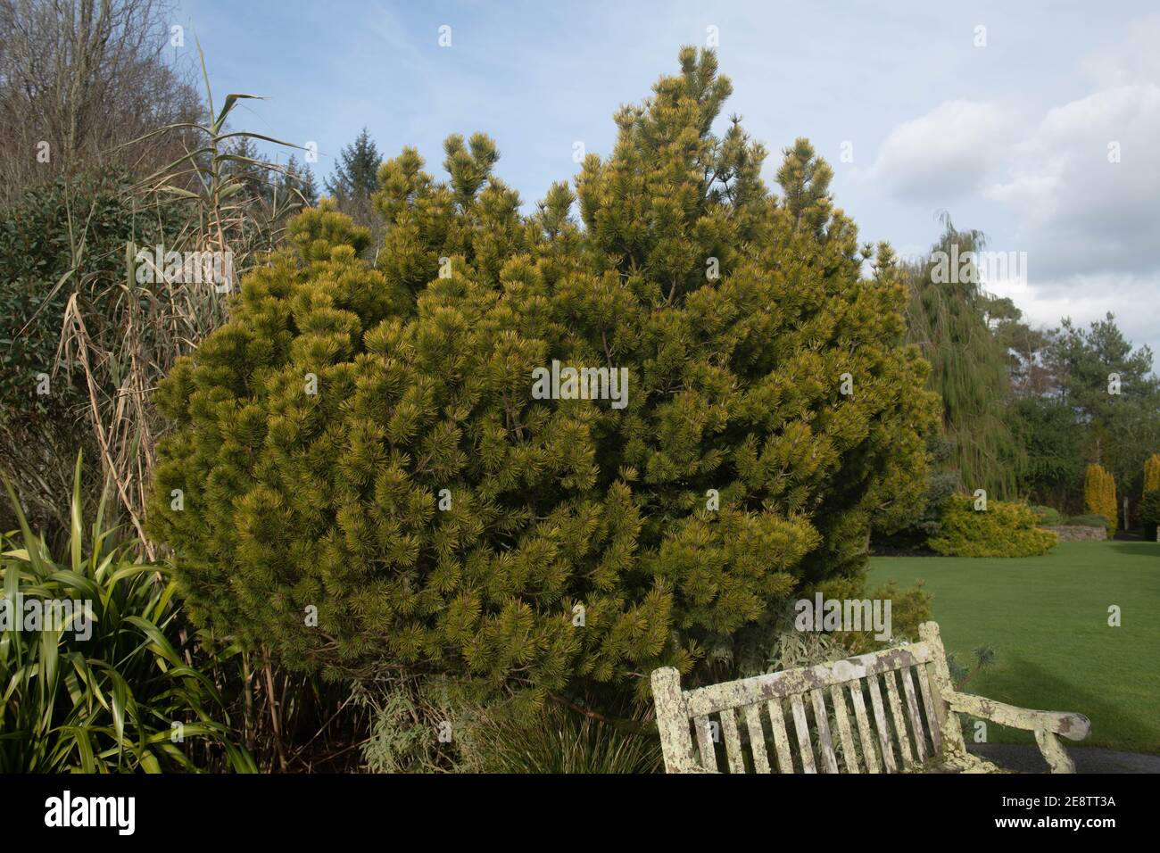 Golden Green Winter Laub eines Evergreen Koniferen Zwerggebirges Kiefer (Pinus mugo 'Ophir') Wächst neben einer Holzbank in einem ländlichen Garten Stockfoto