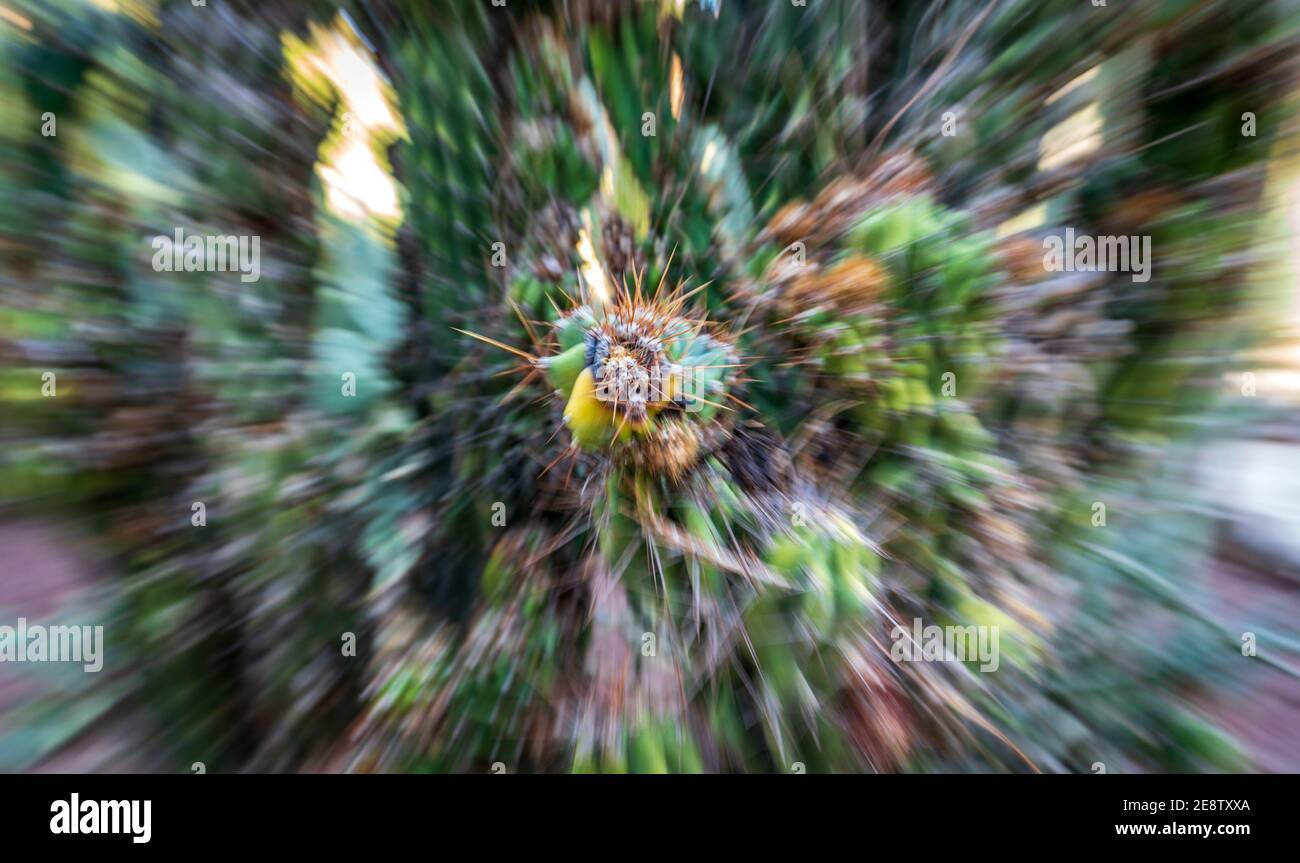 Scharfe Kaktusstacheln Action-Zoomaufnahme mit unscharfen Bewegungen Stockfoto