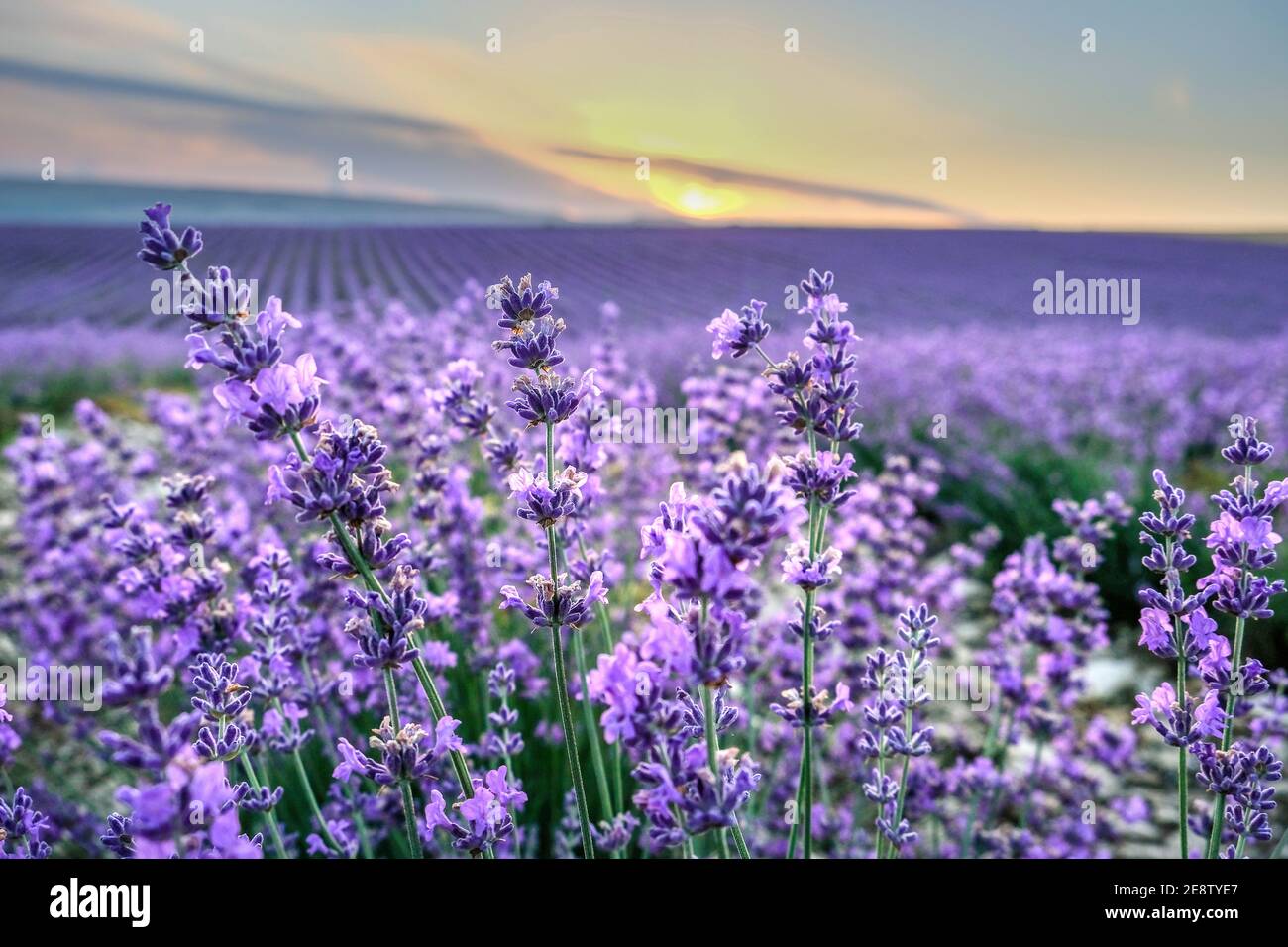 Nahaufnahme Lavendel in einem lila Feld bei Sonnenaufgang. Schöne Landschaft der provence Stockfoto