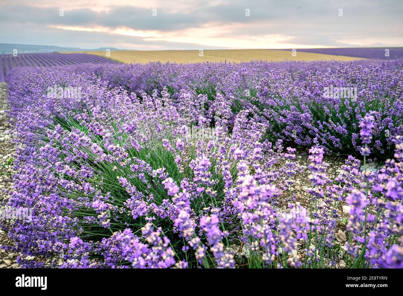Nahaufnahme Lavendelbusch in violettem Feld Stockfoto