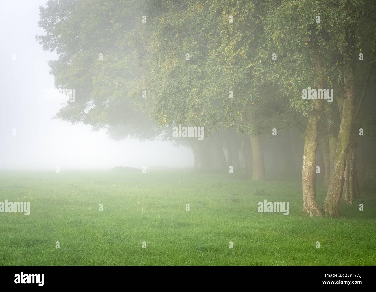 Ein kleiner Baumbestand am Rande des Otley Chevin Forest Park verblasst an einem herrlich ruhigen und stimmungsvollen Yorkshire-Morgen in den Nebel. Stockfoto