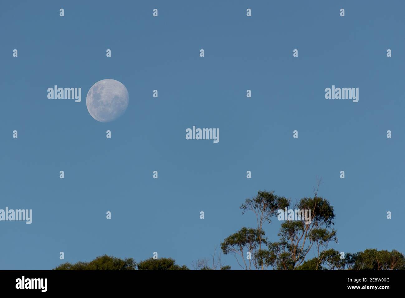 Fast Vollmond (Wachsen Gibbous) steigt in einem klaren blauen Himmel, mit Baumspitze im Vordergrund. Australien. Speicherplatz kopieren. Stockfoto