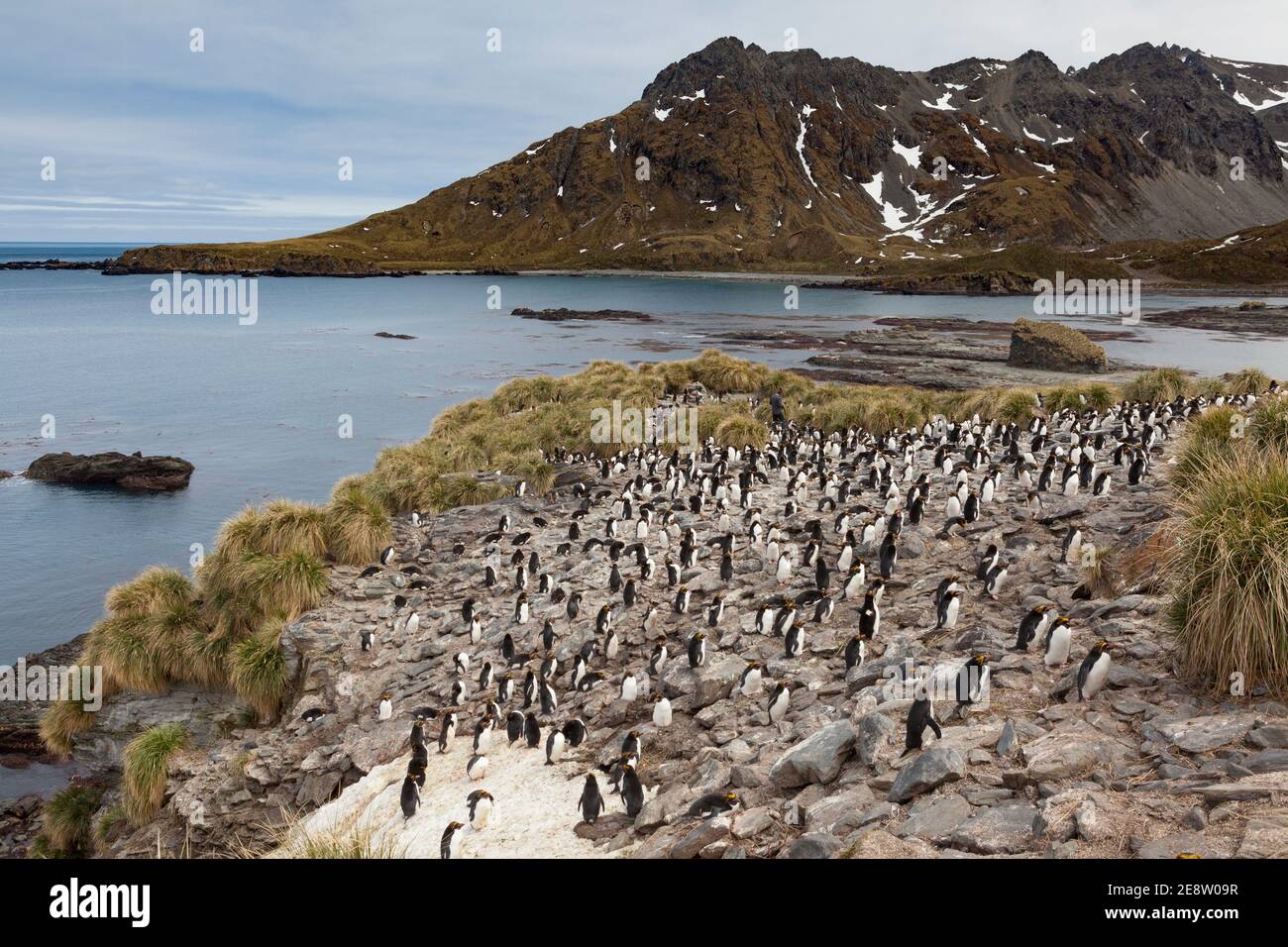 Makkaroni-Pinguin (Eudytes chrysolophus) an der Küste von südgeorgien. (CTK Photo/Ondrej Zaruba) Stockfoto