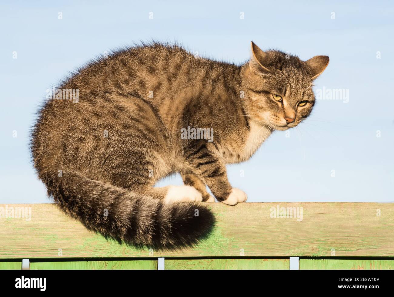 Mürrisch gestromte Katze mit gelben Augen am Holzzaun Mit blauem Himmel auf dem Hintergrund Stockfoto