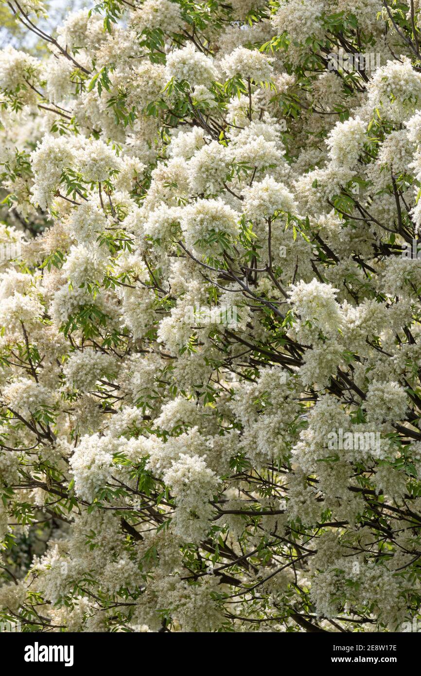 Mannasche blüht im Frühling (Fraxinus ornus) Stockfoto