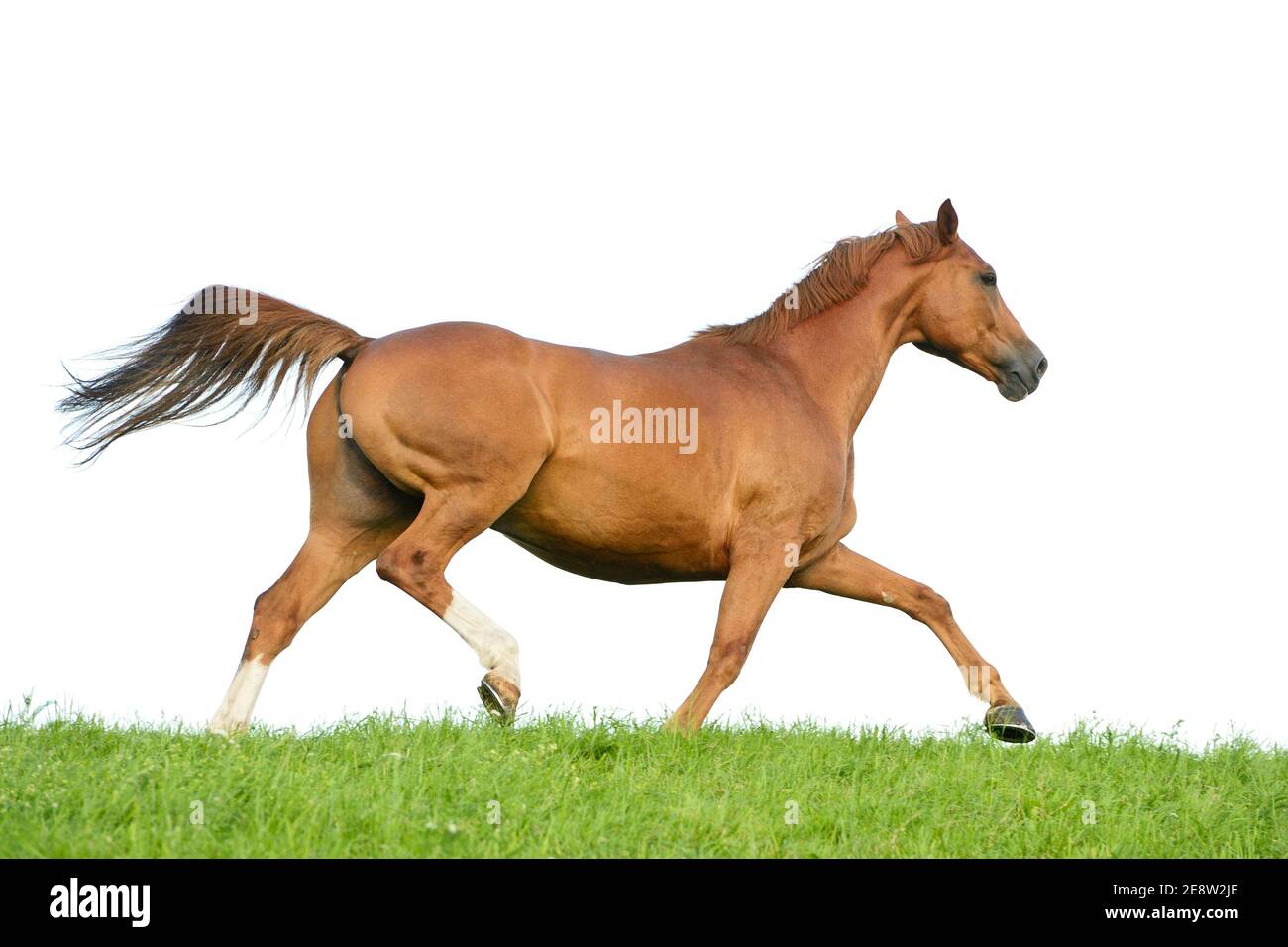 Holstein Pferd Stockfotos und -bilder Kaufen - Alamy