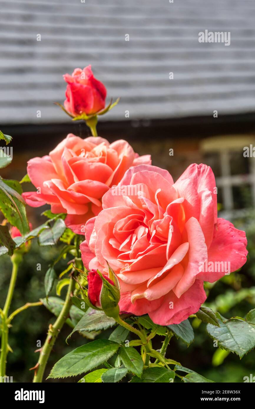 Silber Jubilee Hybrid Tee Rose Stockfoto