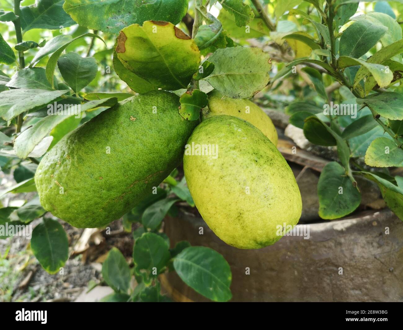 Limette, grün gelbe Zitrone auf dem Baum verschwommen von Natur Hintergrund, Pflanze Sour Geschmack Frucht Stockfoto