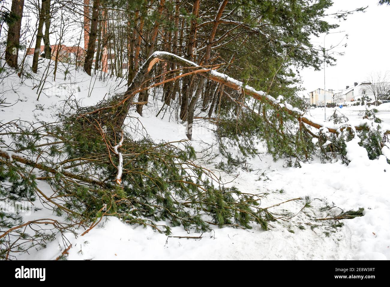 Stamm einer zerbrochenen jungen Tanne auf dem Bürgersteig Bedeckt vom Schnee in der Stadt Stockfoto