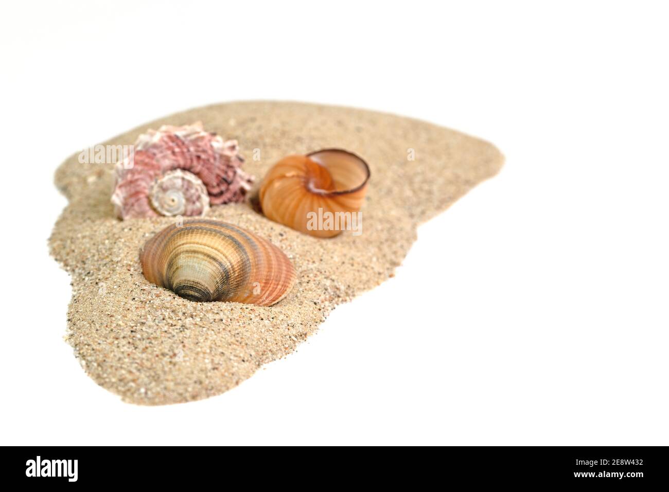 Muschel und Schnecke im Sand gegen ein Weiß Hintergrund Stockfoto