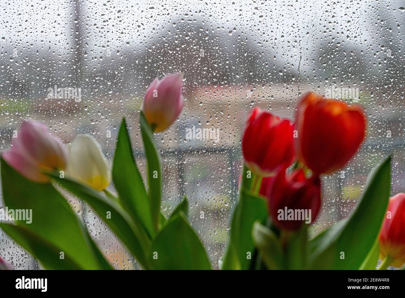 Regnerisches Wetter, Regentropfen auf einer Fensterscheibe, Blick aus einem regnerischen Fenster, Blumenvase mit bunten Tulpen, Stockfoto