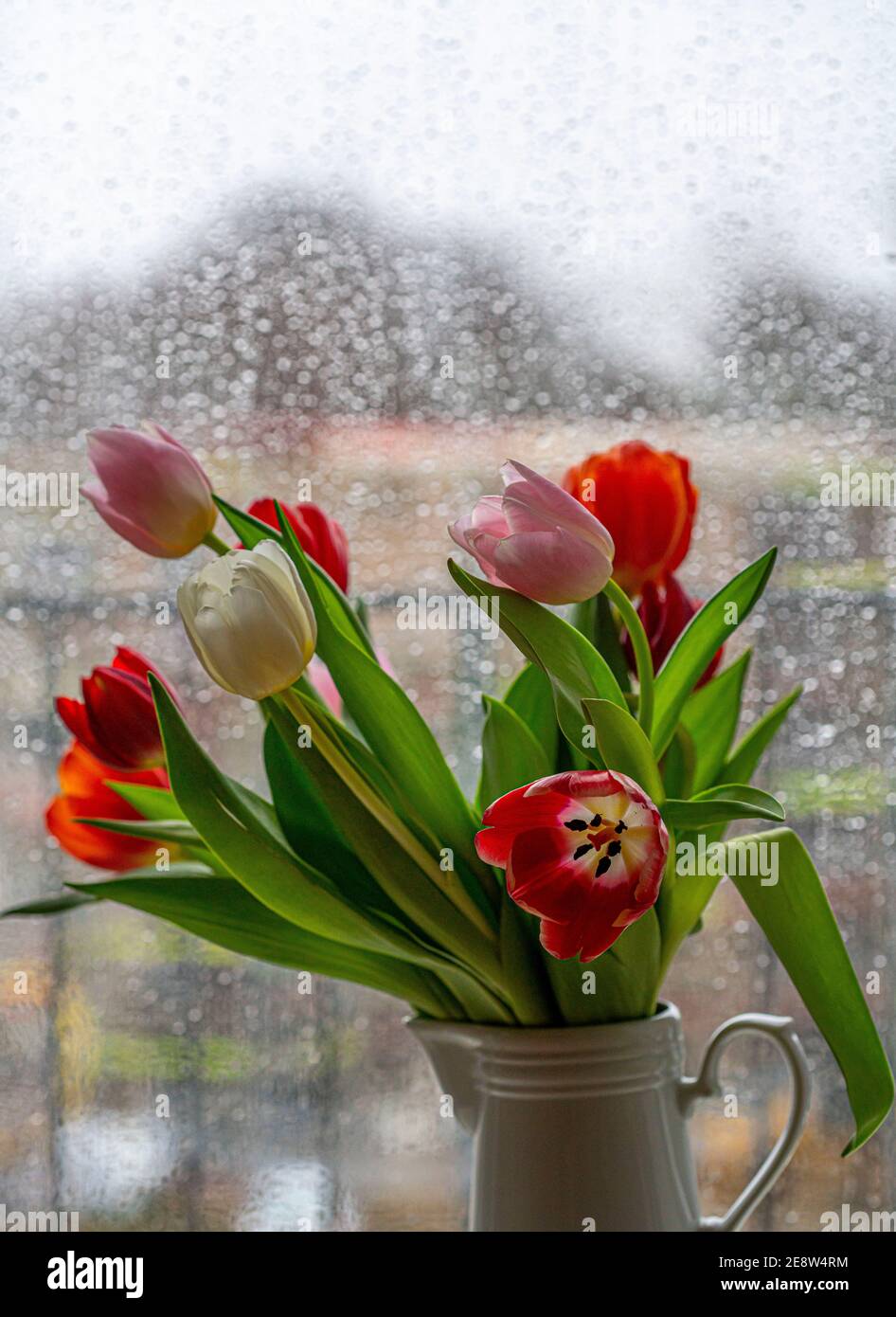 Regnerisches Wetter, Regentropfen auf einer Fensterscheibe, Blick aus einem regnerischen Fenster, Blumenvase mit bunten Tulpen, Stockfoto