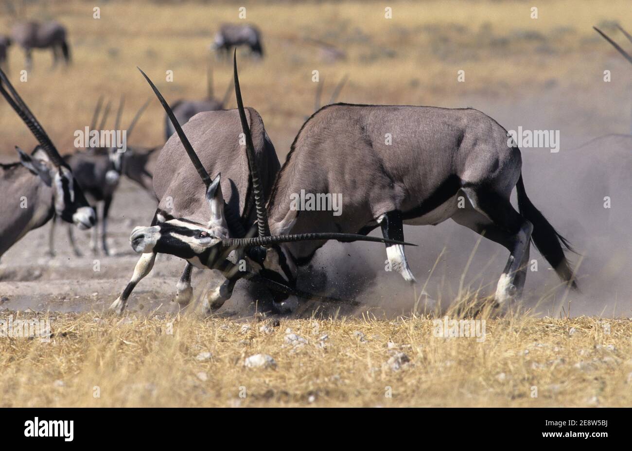 Gemsbok (Oryx gazella) Kampf, Etosha Nationalpark, Namibia Stockfoto
