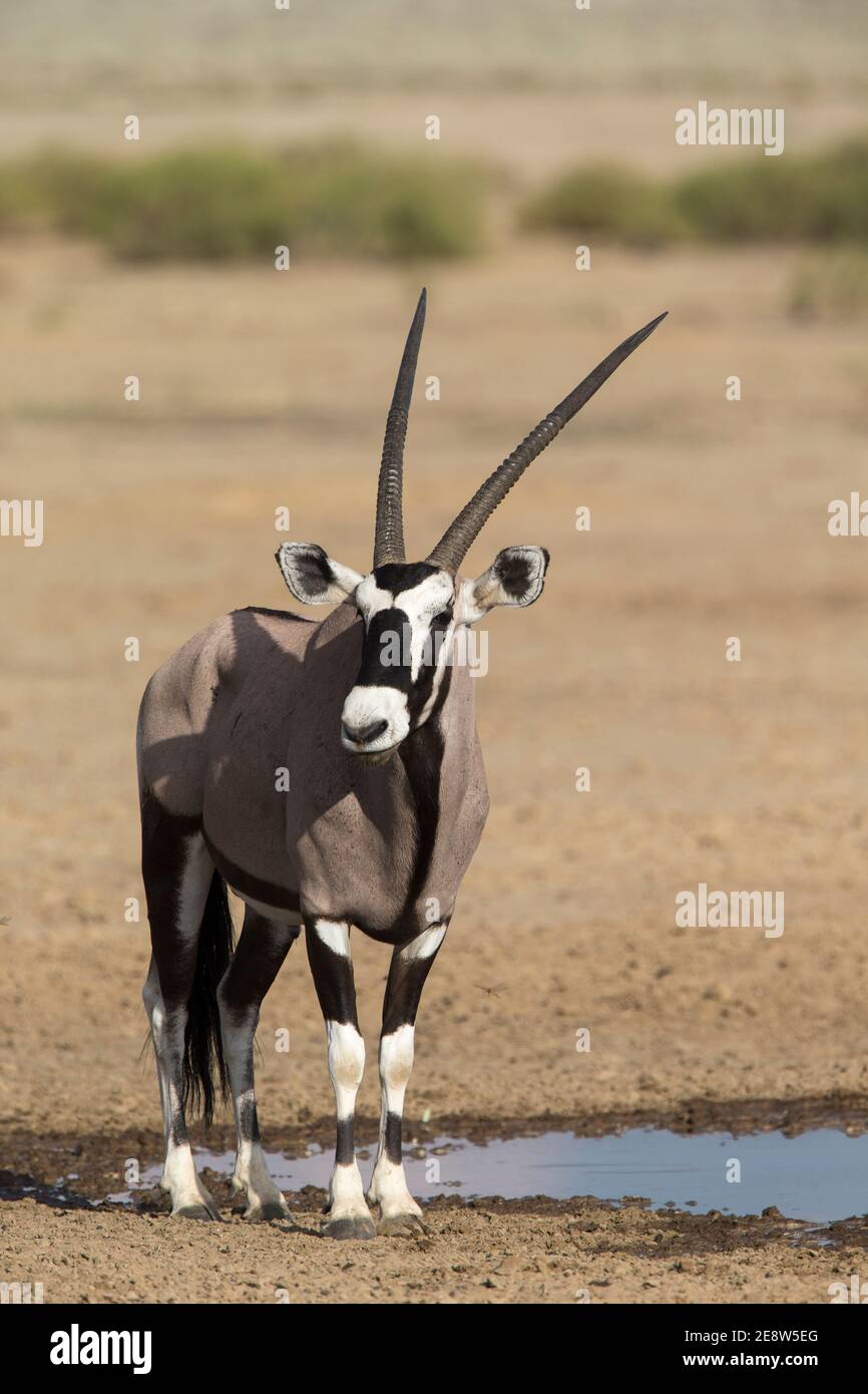 Oryx (Oryx Gazella), Kgalagadi Transfrontier Park, Südafrika Stockfoto