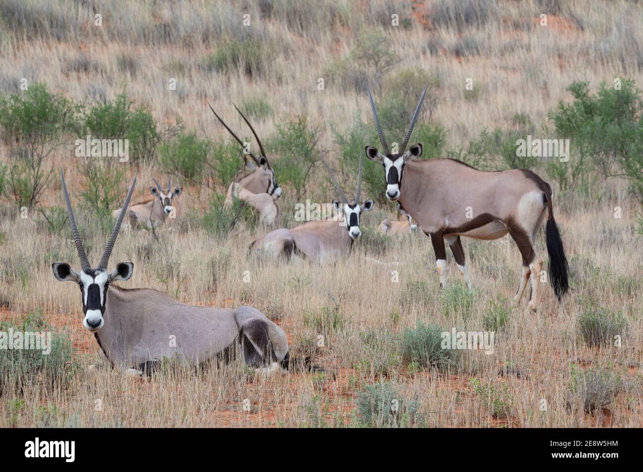 Oryx (Oryx Gazella), Kgalagadi Transfrontier Park, Südafrika Stockfoto