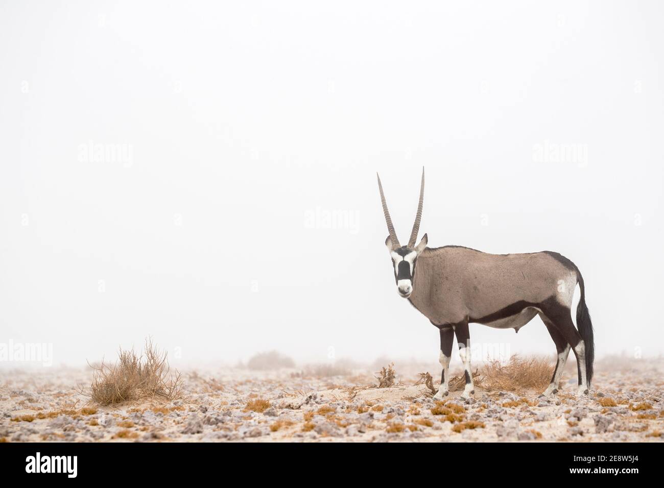 Gemsbok (Oryx gazella) im Nebel, Namib, Namibia Stockfoto