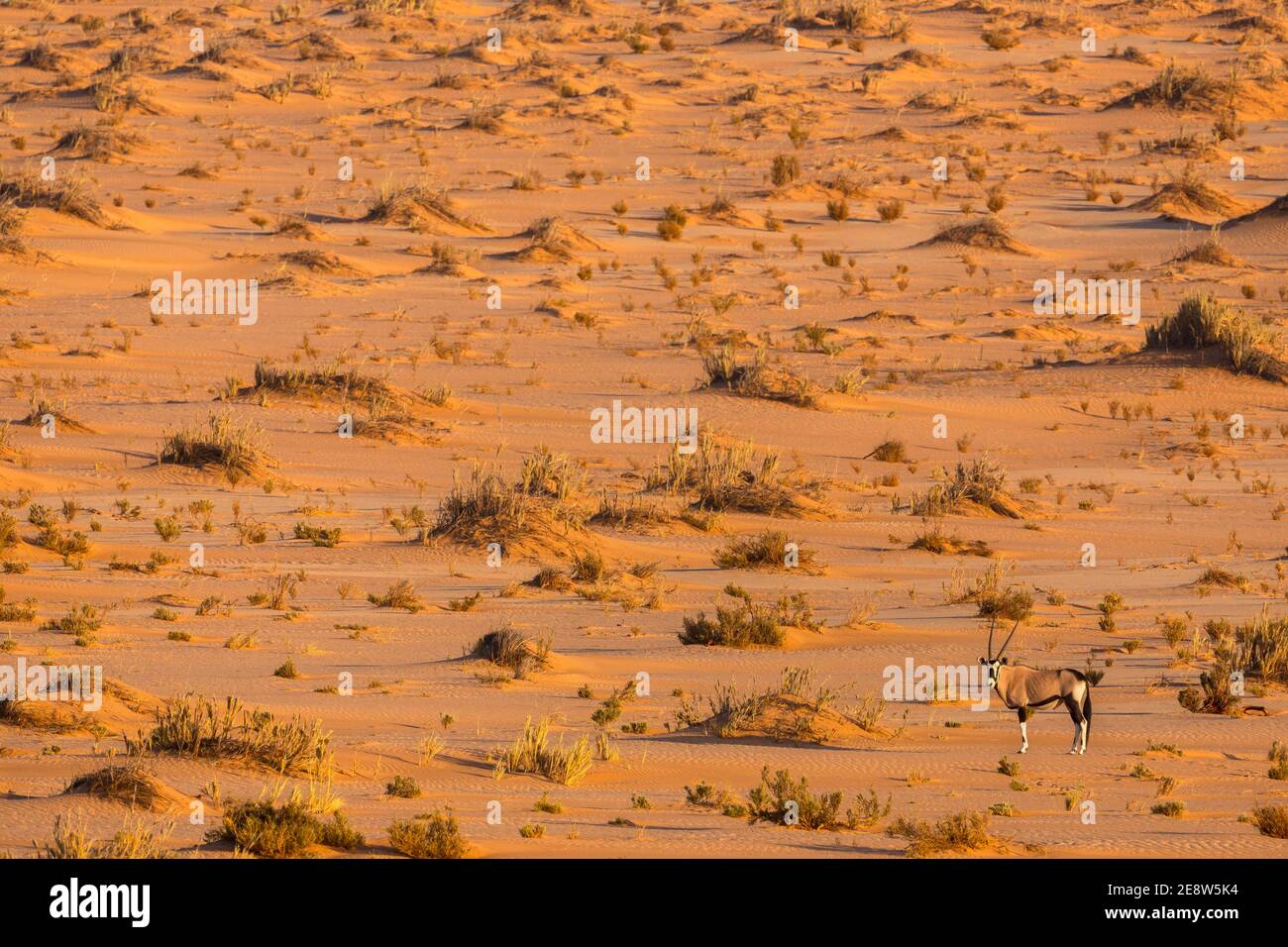 Gemsbok (Oryx gazella), Namib-Wüste, Namibia Stockfoto