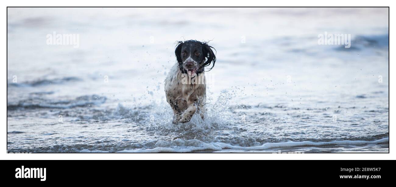 Englisch Springer Spaniel am Strand Stockfoto