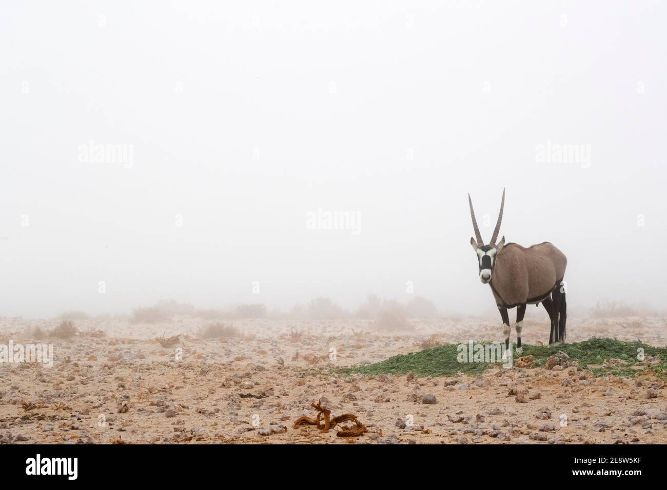 Gemsbok (Oryx gazella) im Nebel, Namib Wüste, Namibia Stockfoto