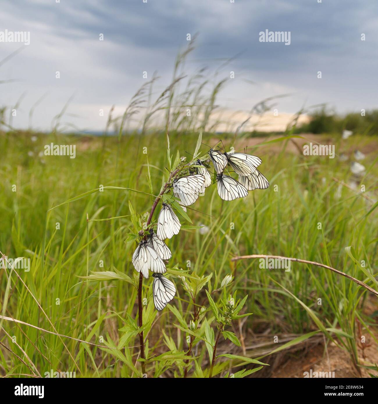 Weißkohlfalter sitzen auf einem Ast in einem Feld gegen einen bewölkten Himmel. Stockfoto