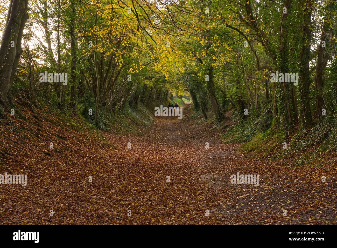 Versunkener Fußweg mit überhängenden Bäumen, die einen Tunnel in Halnaker bei Chichester, South Downs, West Sussex, England bilden Stockfoto