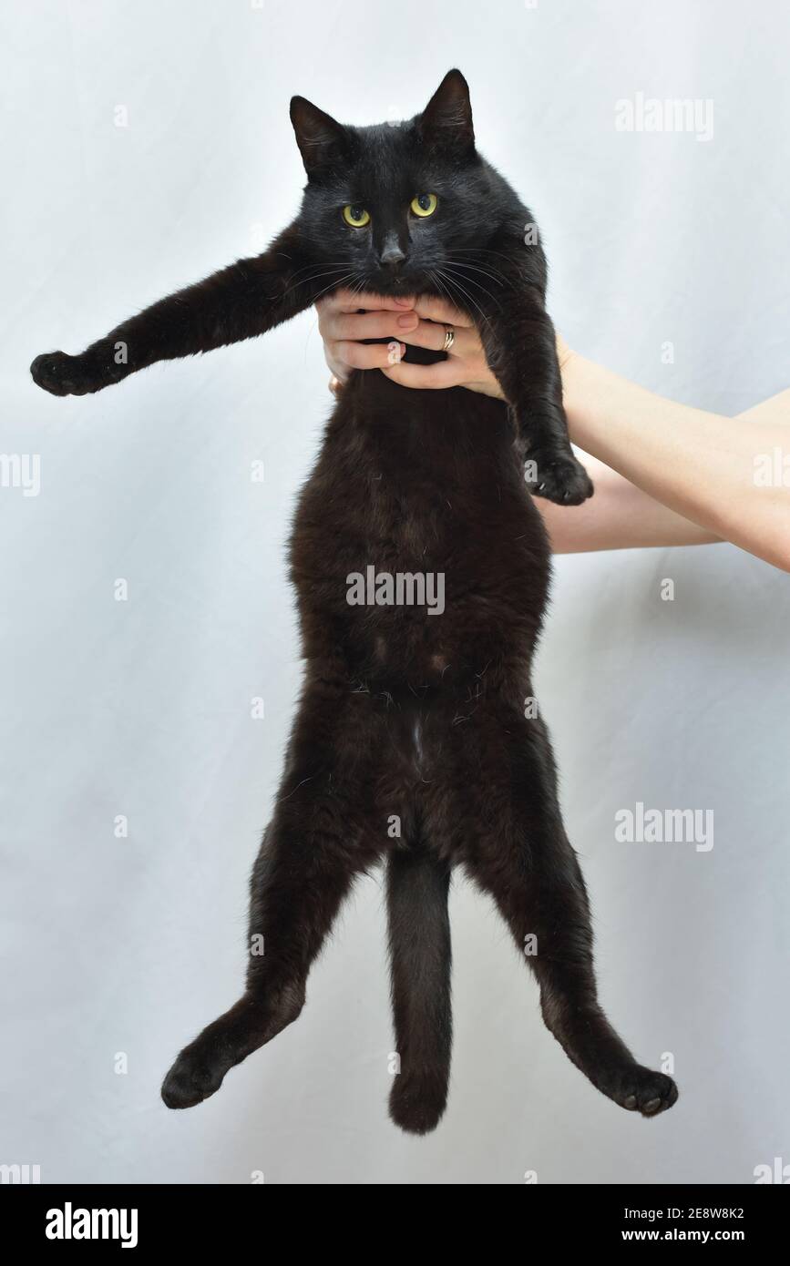 Lustige schwarze Hauskatze mit einem großen Bauch Stockfoto