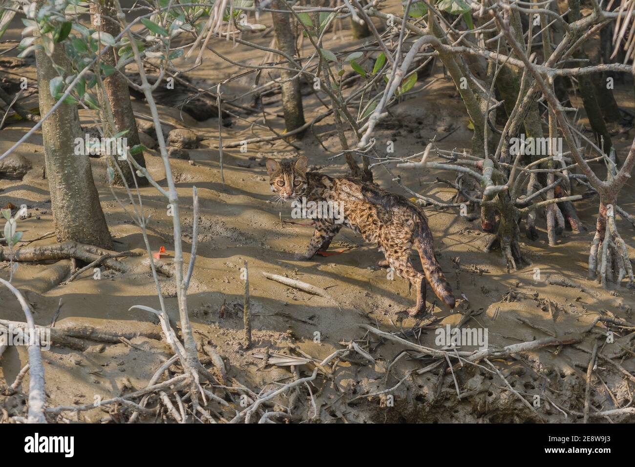 Leopard Cat Blick zurück nach der Überquerung Fluss in Sundarban National Park, West Bengal, Indien Stockfoto
