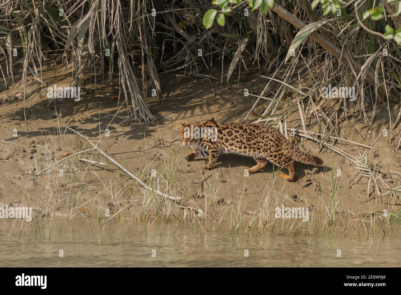 Leopard Katze beim Gehen auf der Flussseite am Sundarban National Park, West Bengal, Indien Stockfoto