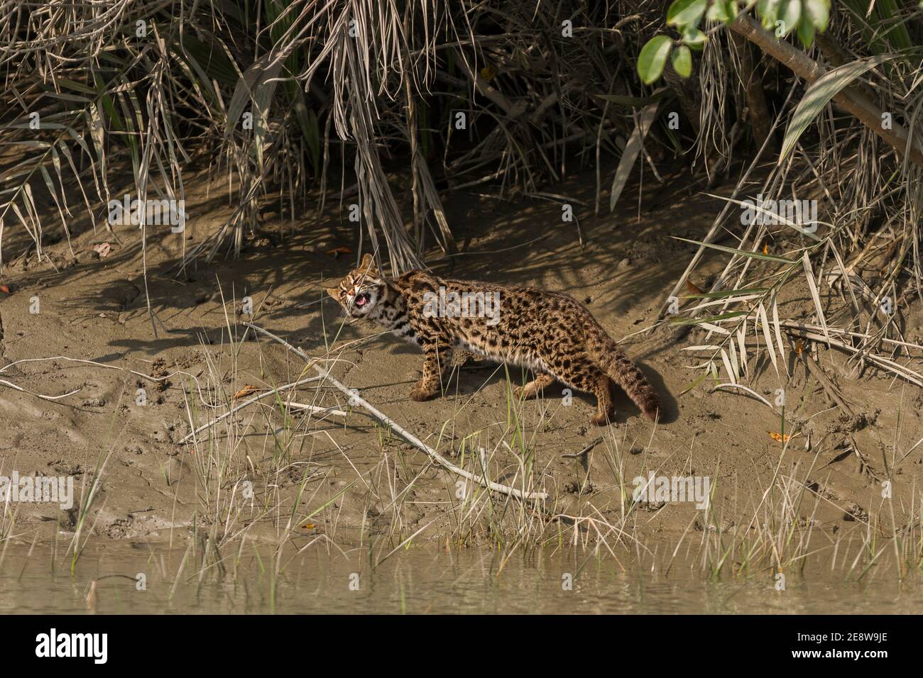 Leopard Cat Kauen Gras Klinge Verdauungsstörungen Problem am Sundarban National Park, West Bengal, Indien zu überwinden Stockfoto
