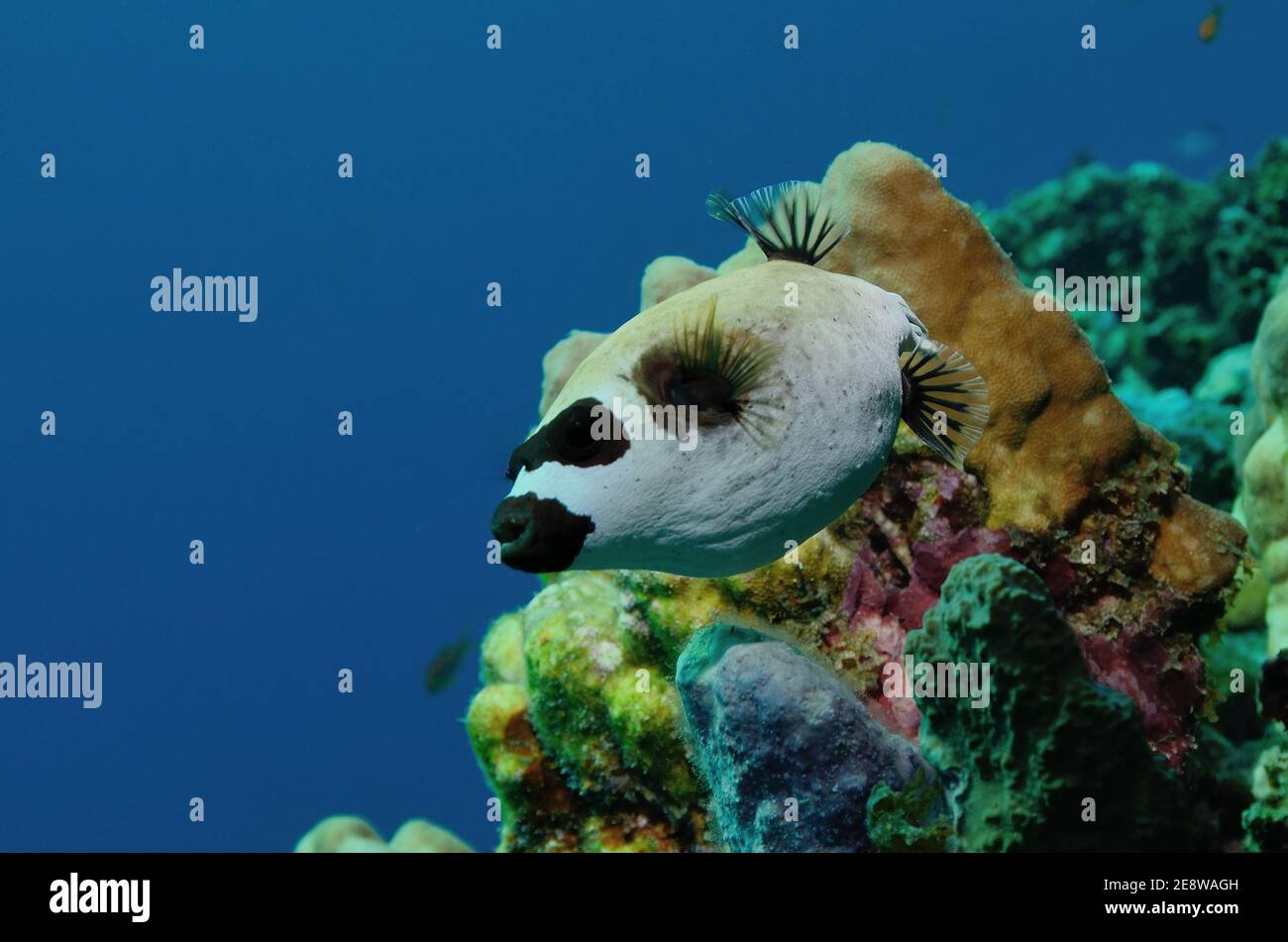 Arothron diadematus, Maskenpuffer, Maskenkugelfisch, Utopia Beach, Red Sea, Egypt, Rotes Meer, Ägypten Stockfoto