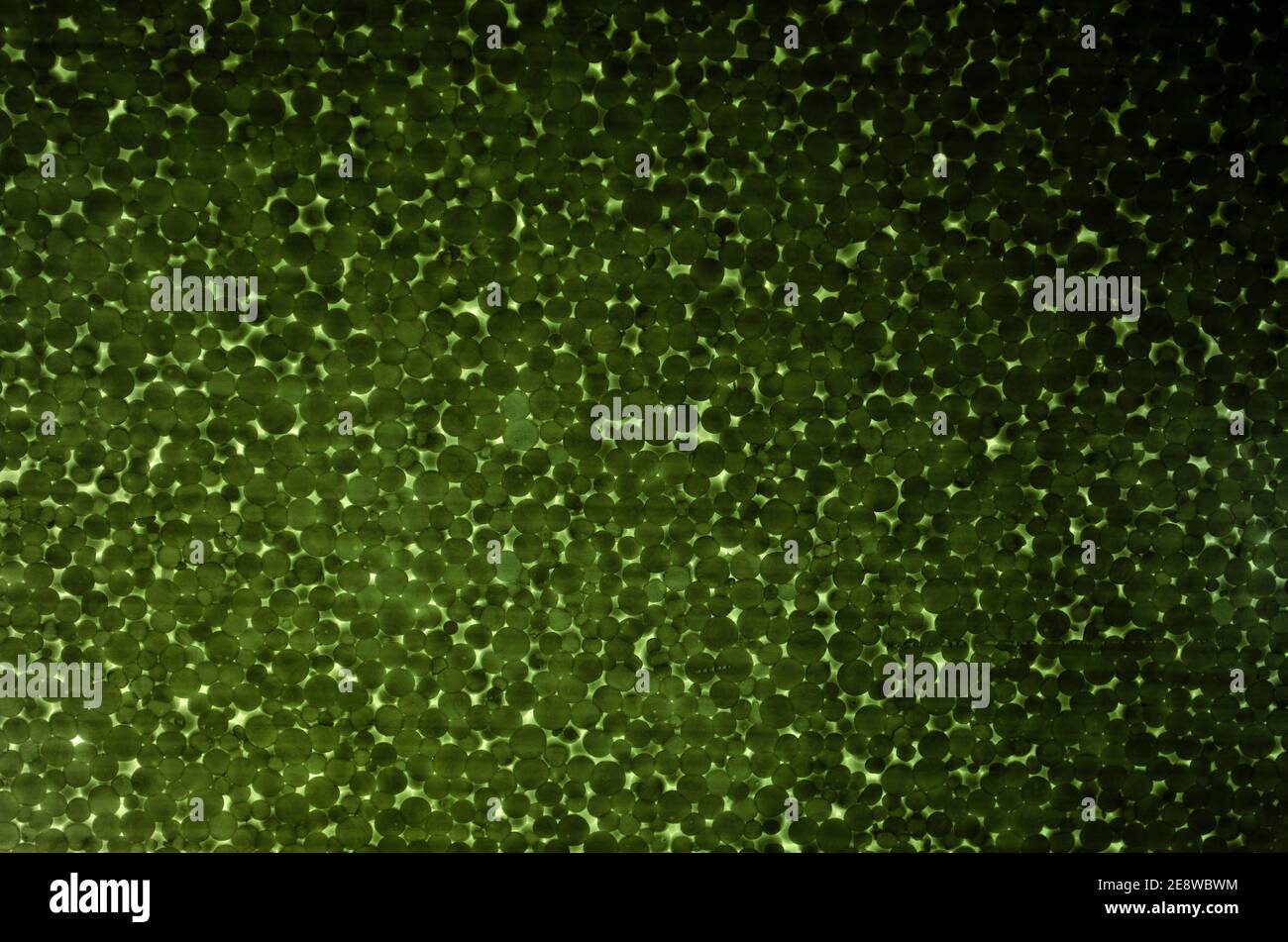 Nahaufnahme aus Polystyrolschaum. Blasen Styropor Textur Hintergrund.  Grüner Hintergrund Stockfotografie - Alamy
