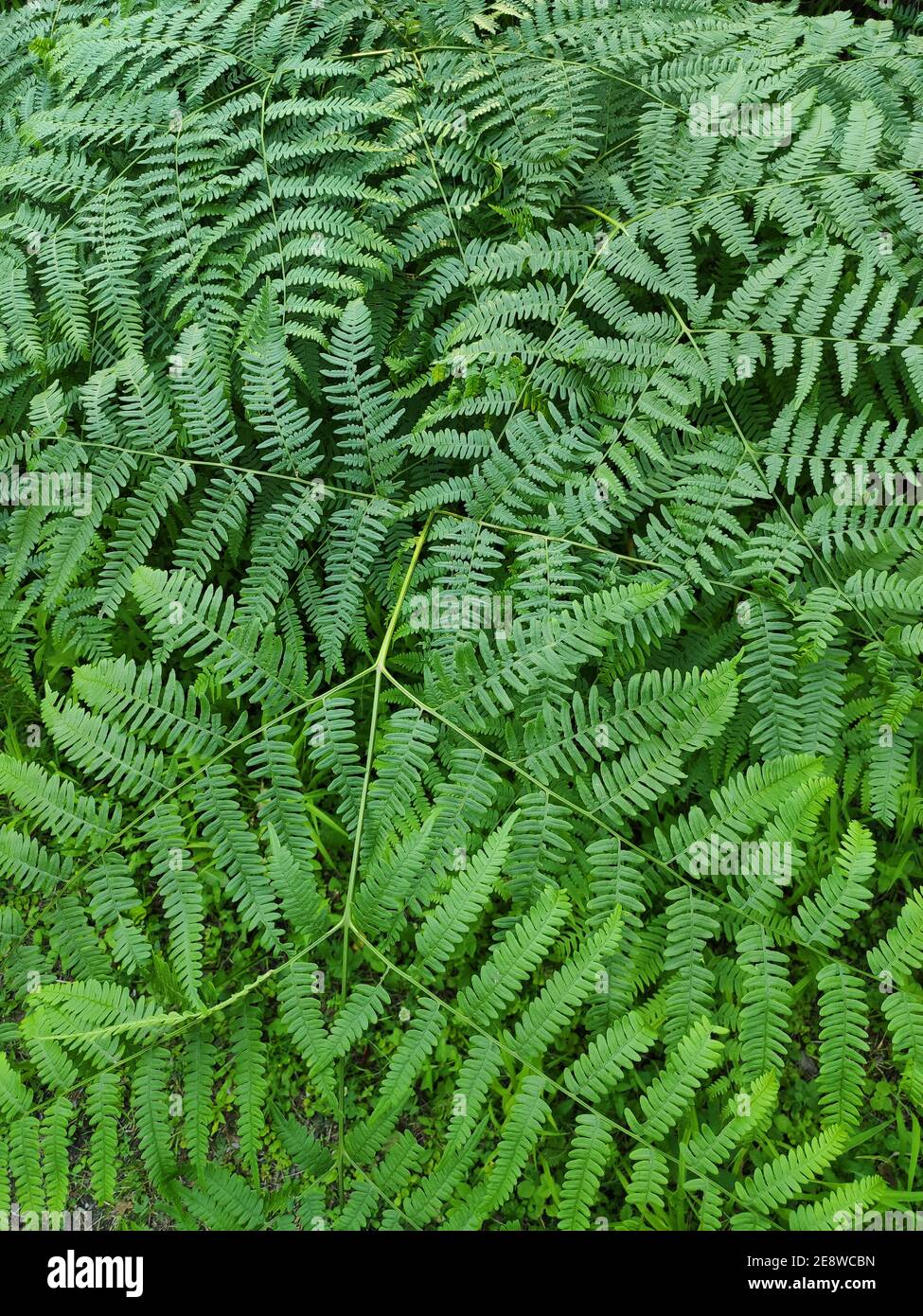 Grüne Farne verlassen Waldhintergrund. Sommer üppiges Laub. Stockfoto