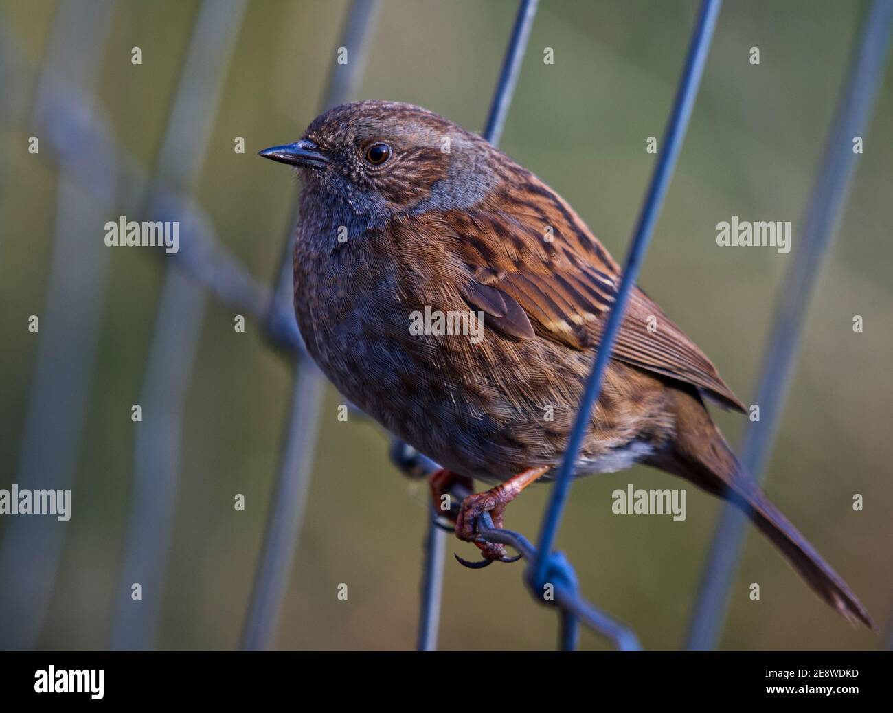 Heckenbraunelle Stockfoto