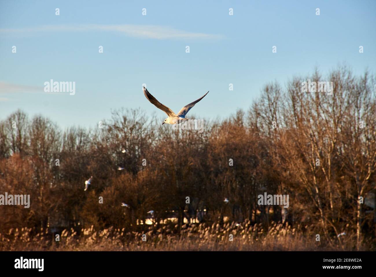 Schwarzkopfmöwe (Chroicocephalus ridibundus), die über den Fluss fliegt. Fluss Duero in Zamora bei Sonnenuntergang mit überwinternden Vögeln. Stockfoto