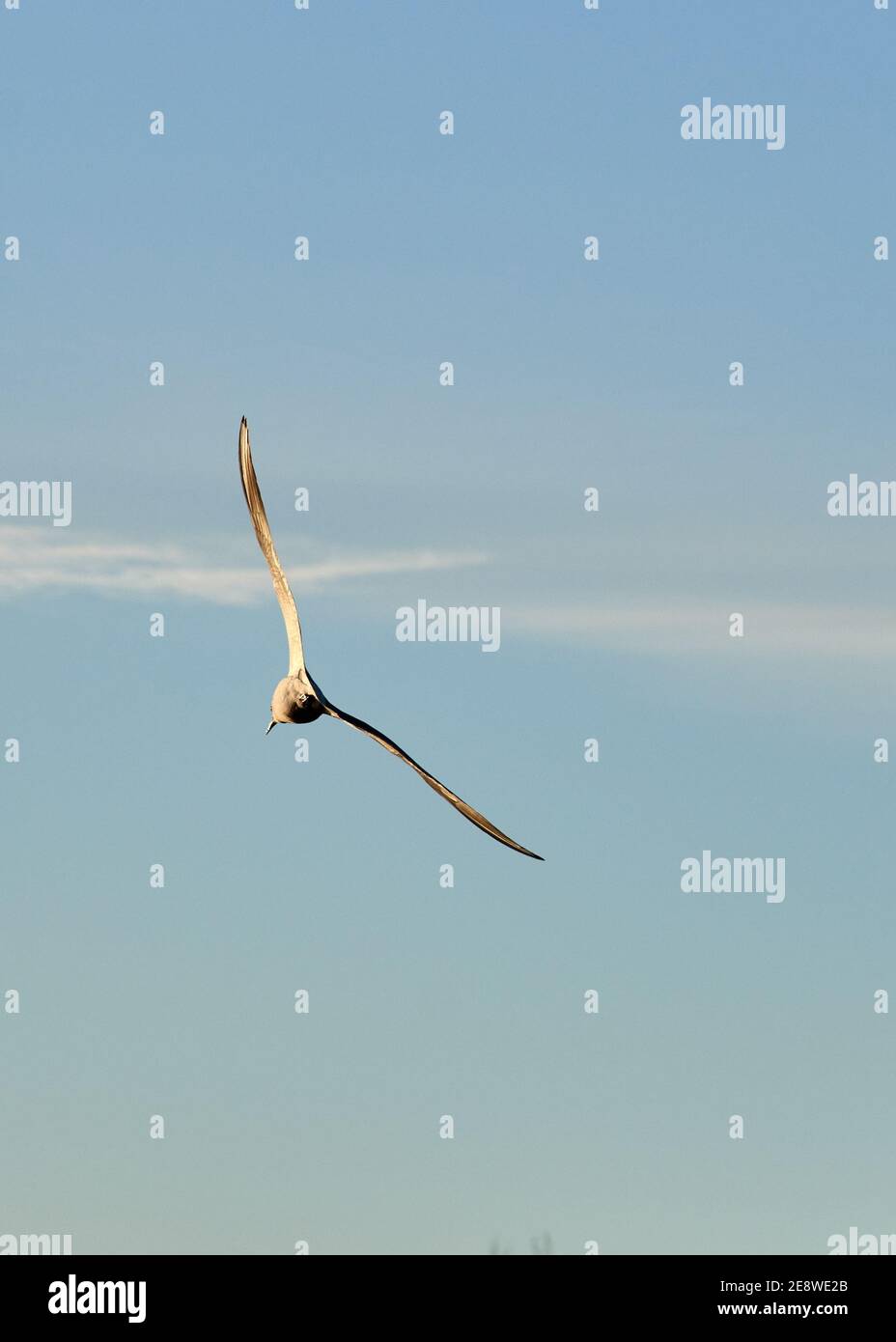 Schwarzkopfmöwe (Chroicocephalus ridibundus), die über den Fluss fliegt. Fluss Duero in Zamora bei Sonnenuntergang mit überwinternden Vögeln. Stockfoto