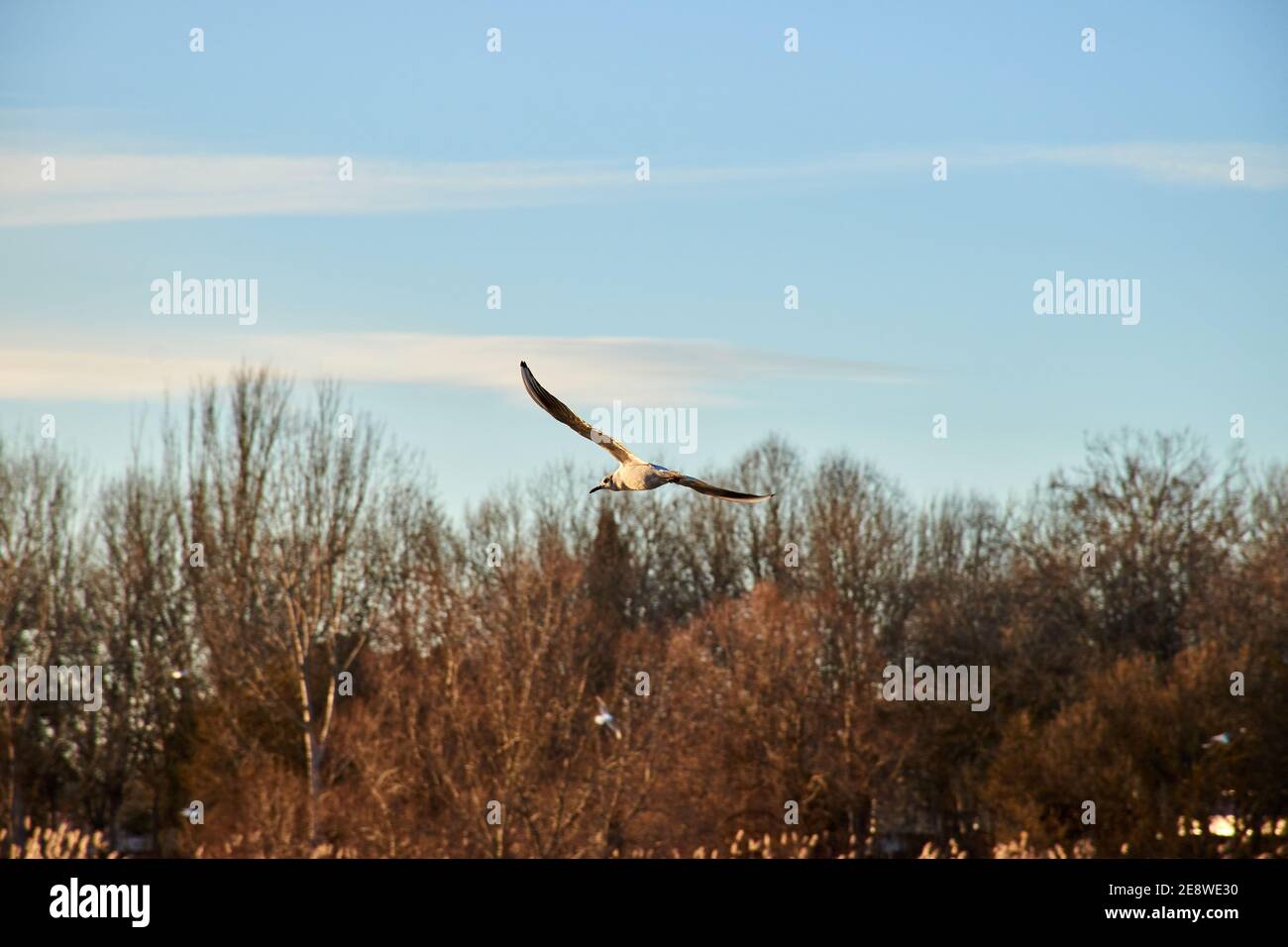 Schwarzkopfmöwe (Chroicocephalus ridibundus), die über den Fluss fliegt. Fluss Duero in Zamora bei Sonnenuntergang mit überwinternden Vögeln. Stockfoto