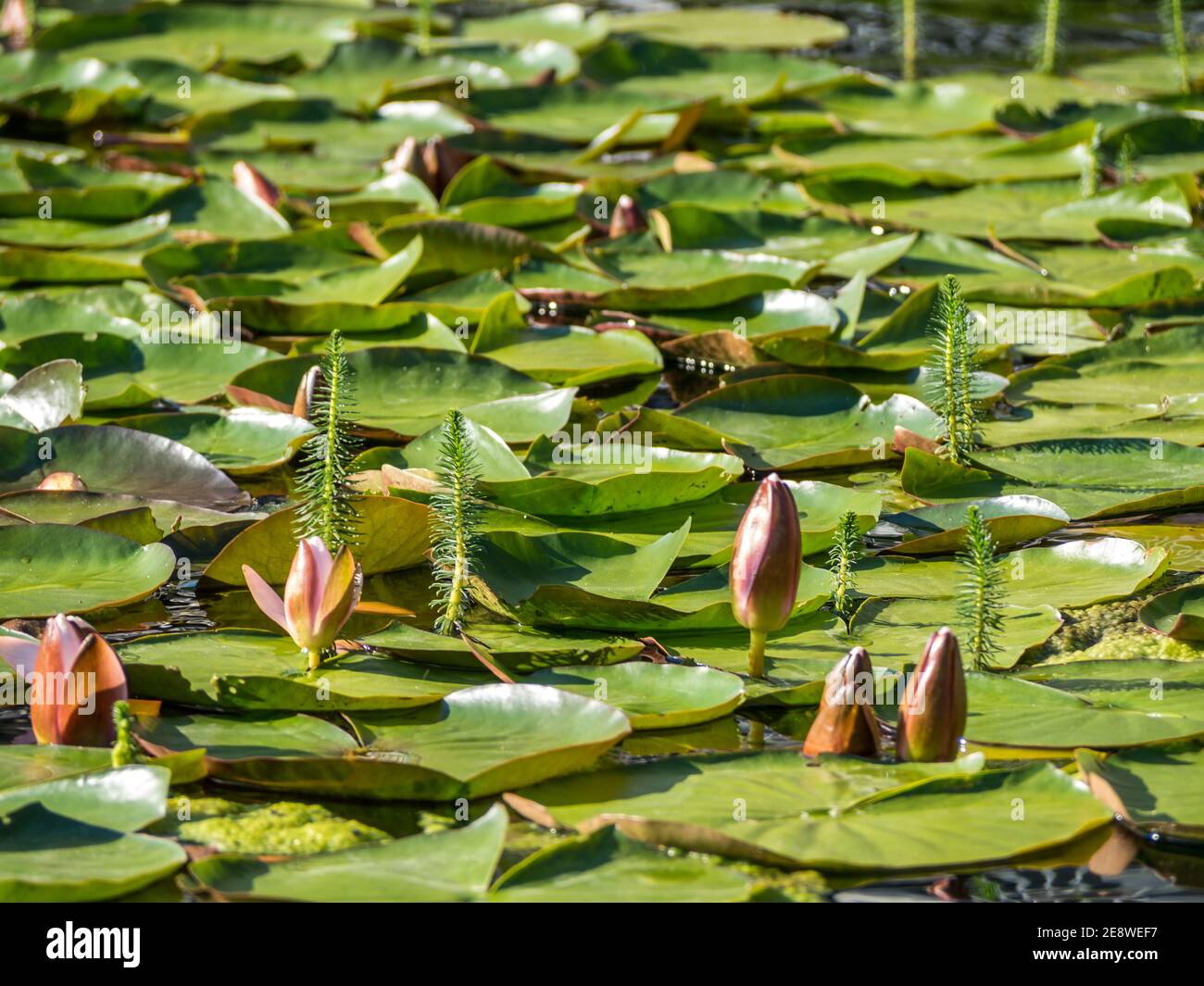 Nahaufnahme von Lotus Seerose In See Stockfoto