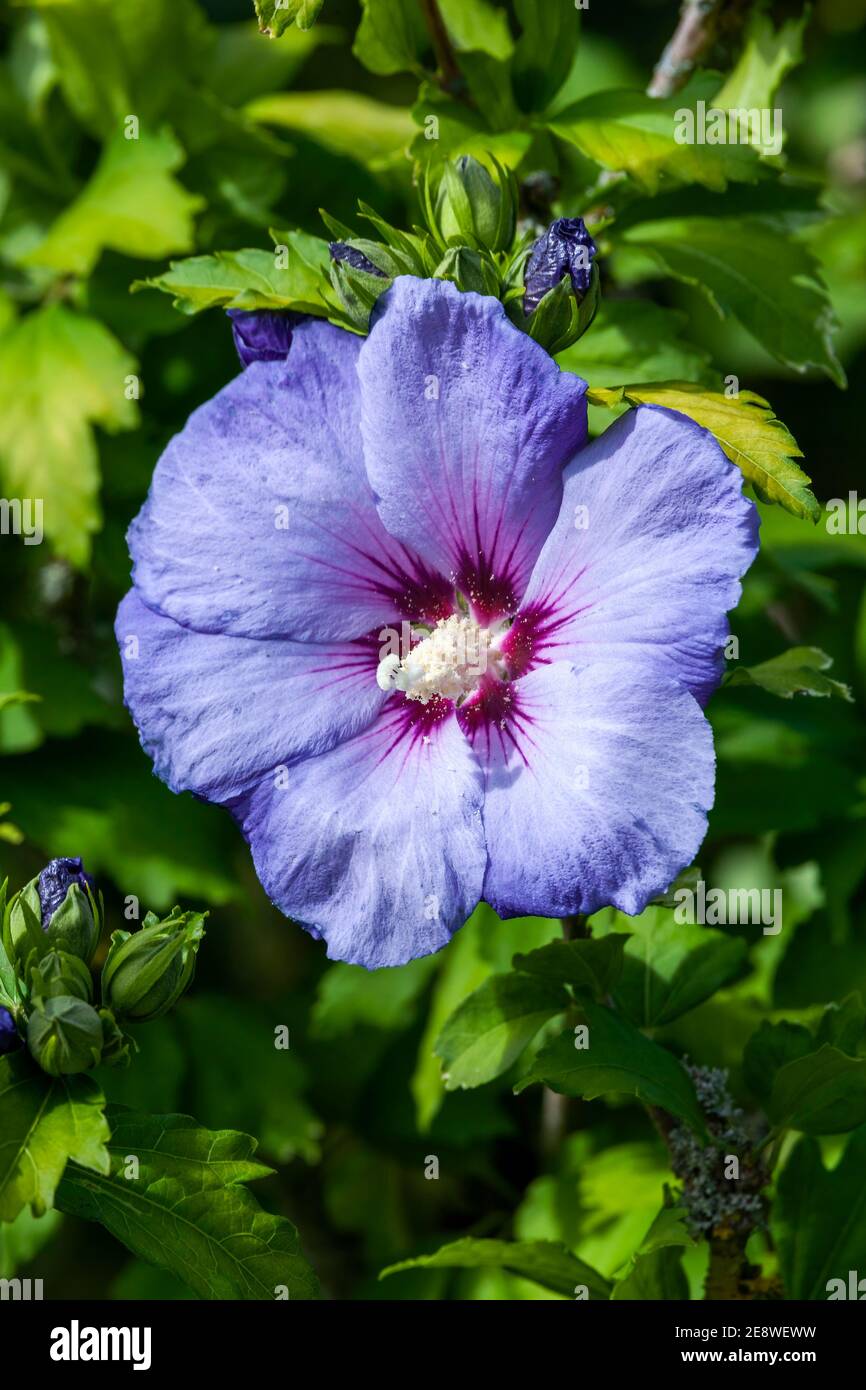 Hibiscus sinosyriacus 'Blue Bird' eine Sommer blühende Strauchpflanze mit Eine blau-lila Sommerblume, die allgemein als chinesische Rose bekannt ist Von Sharon oder Rose Stockfoto