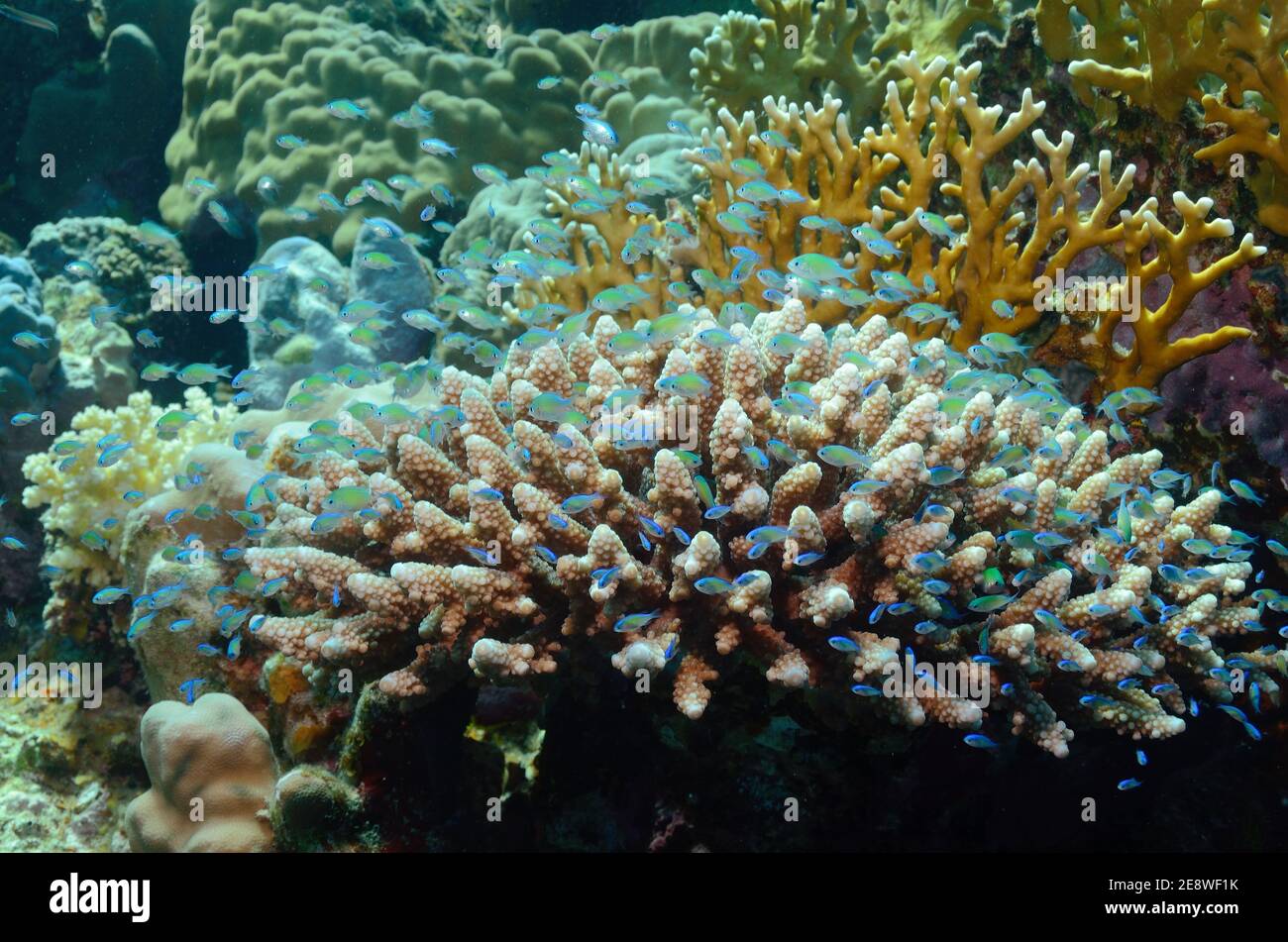 Chromis viridis, Grünes Schwalbenschwänzchen, grüne Chromis, blau-grüne Chromis, Riffbarsche, Utopia Beach, Rotes Meer, Ägypten, Rotes Meer, Ägypten Stockfoto