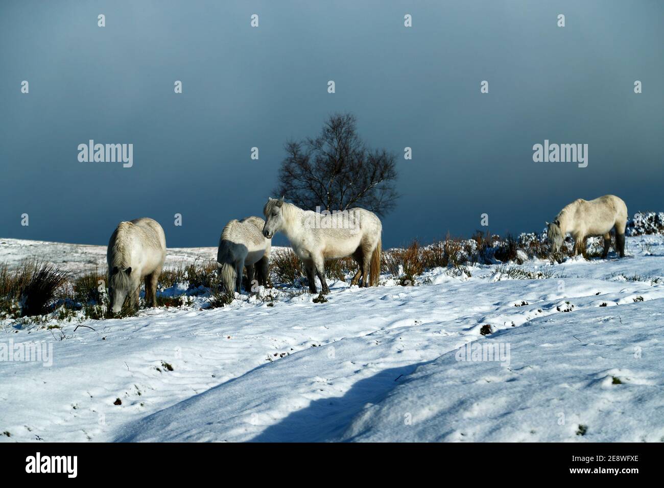 Dartmoor ponies in winter Fotos und Bildmaterial in hoher Auflösung