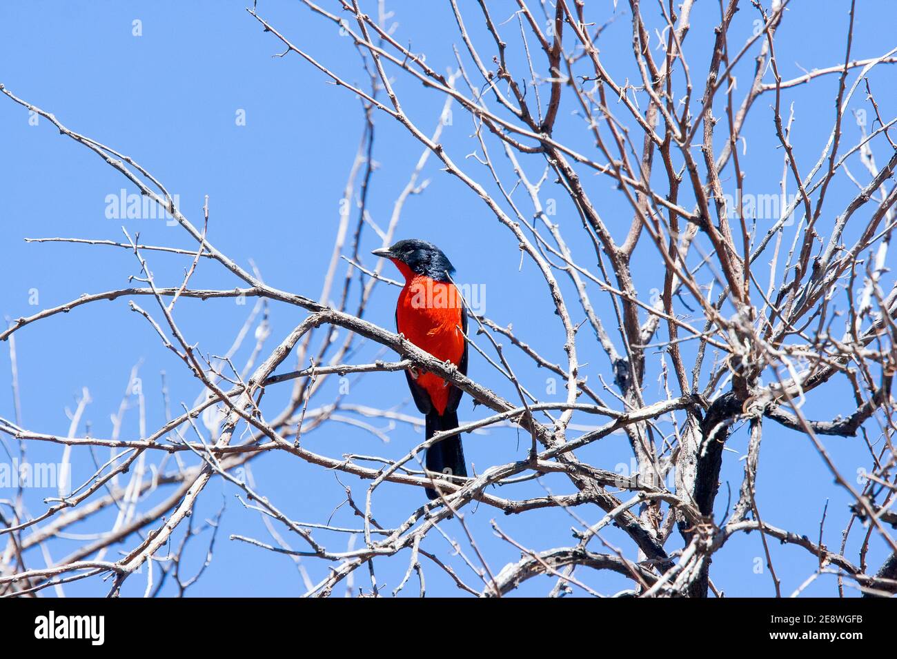 Karmesinbrustwürger (Laniarius atrococcineus) auf einem Baum thront der Daan Viljoen Game Park. Namibia. Stockfoto